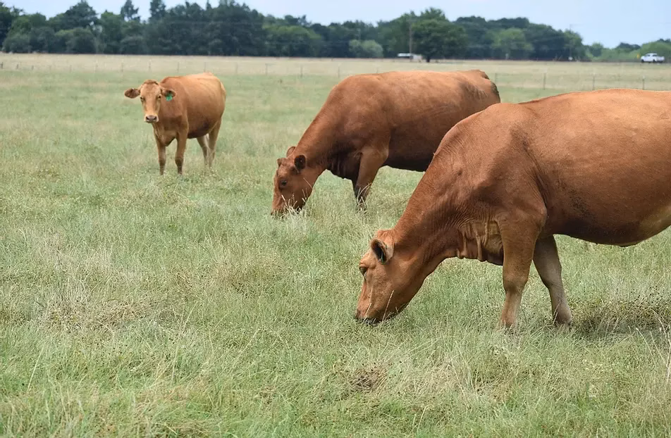 Holy-Wagyu-Farm1